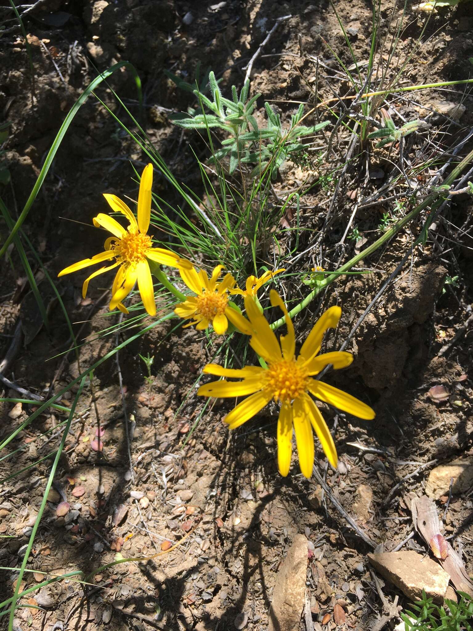 Image of Gander's ragwort