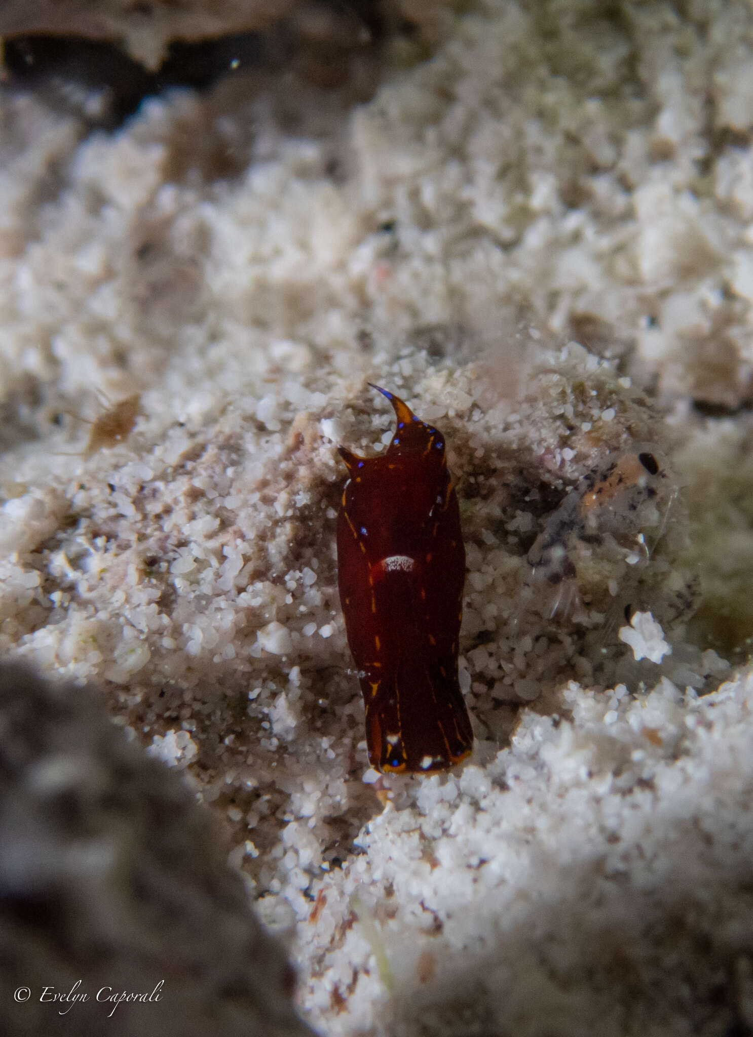 Image of Chelidonura cubana Ortea & Martínez 1997