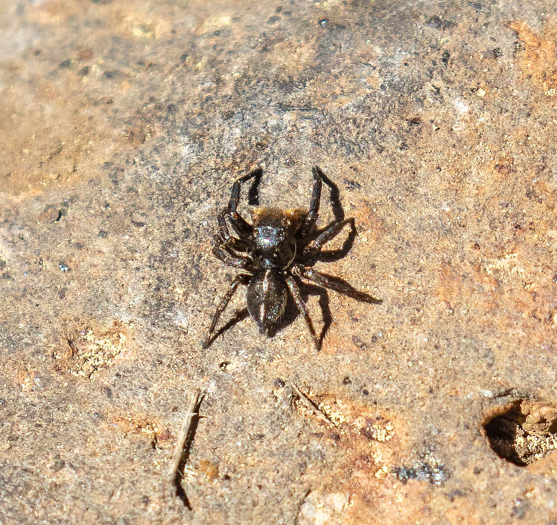 Image of Habronattus kubai (Griswold 1979)