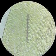 Image of Hypnum resupinatum Taylor ex Spruce 1849