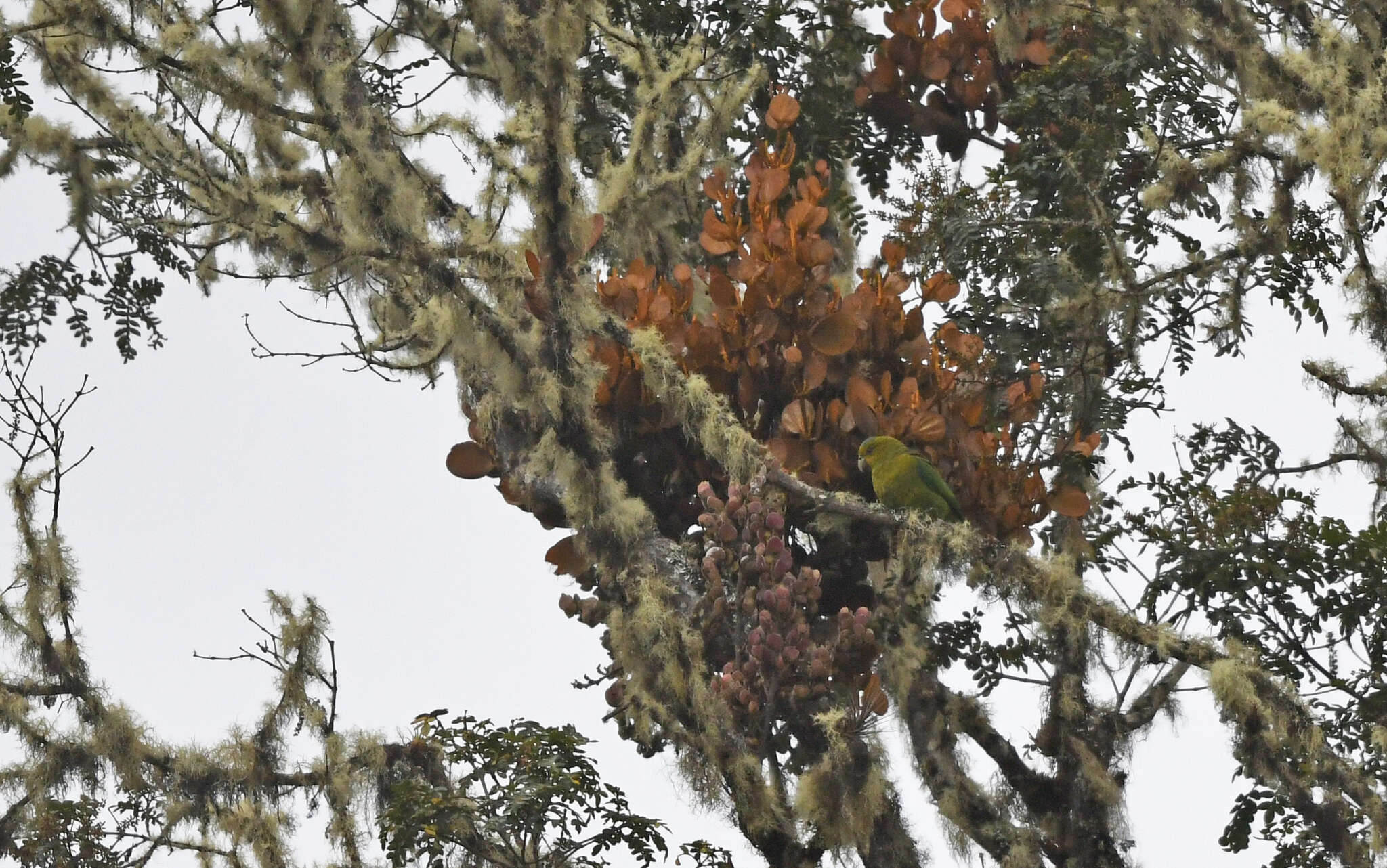 Image of Fuertes's Parrot