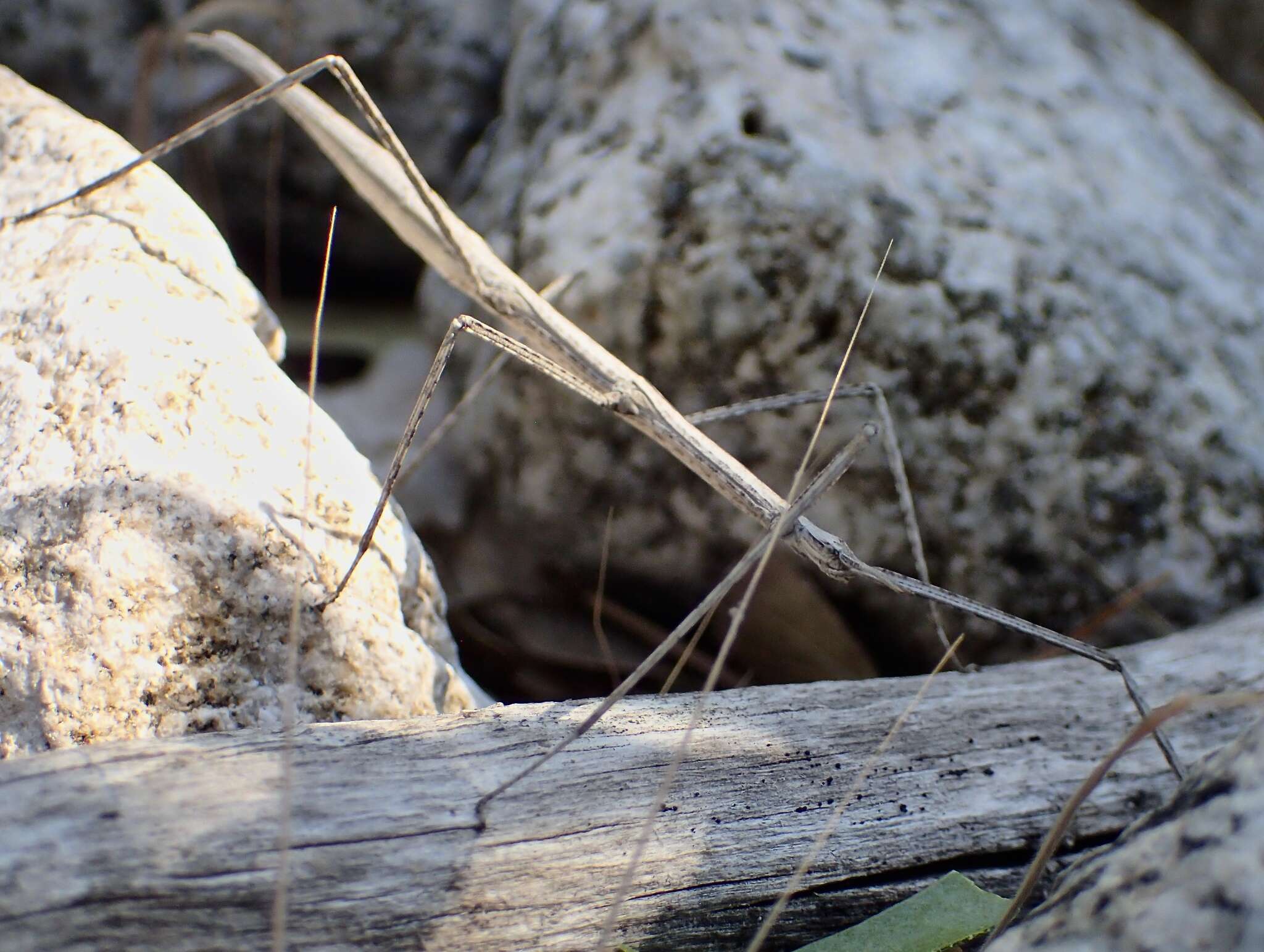 Image of Western Short-horn Walkingstick