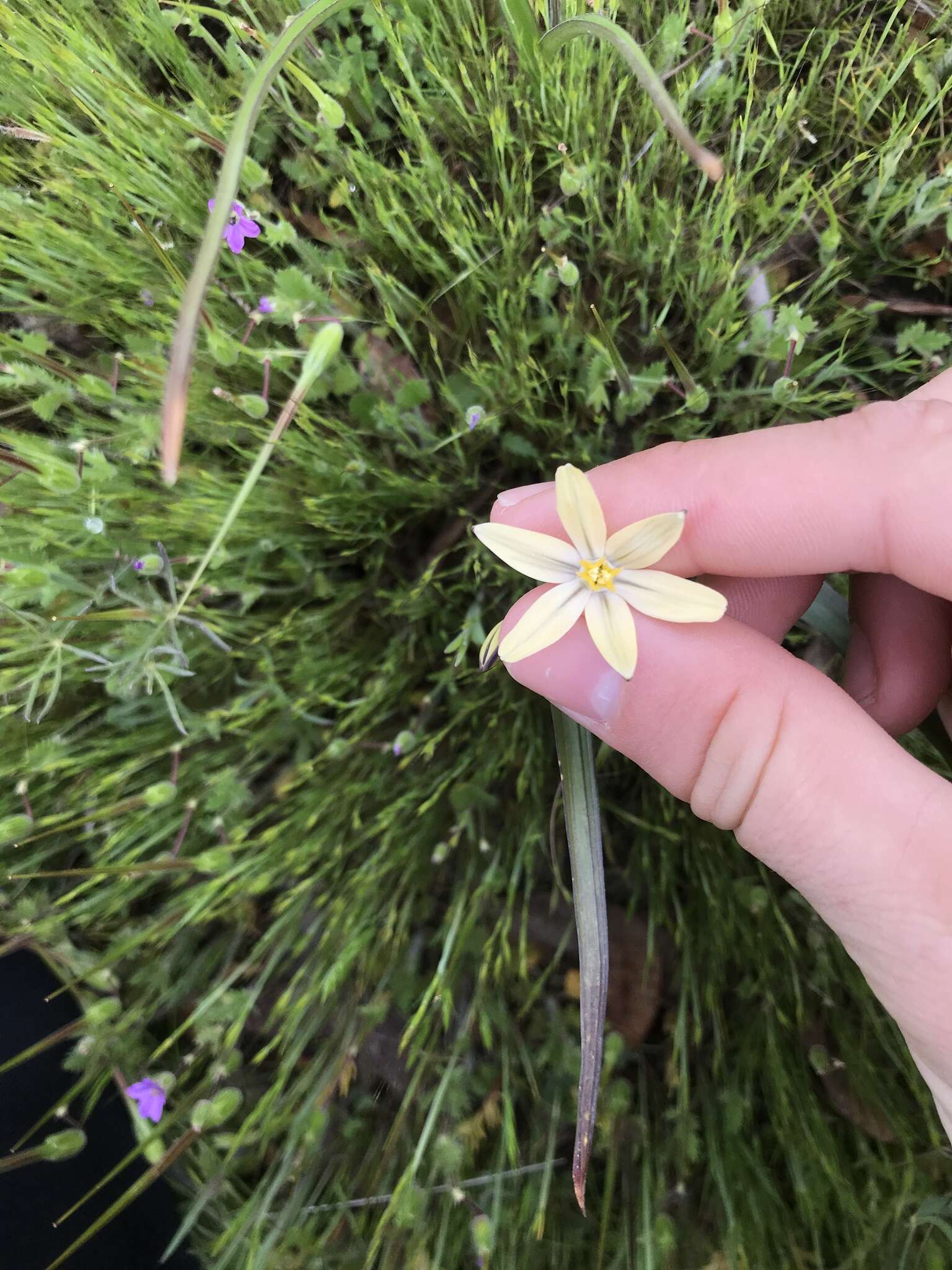 Sivun Triteleia ixioides subsp. scabra (Greene) L. W. Lenz kuva