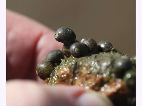 Image of dubious nerite