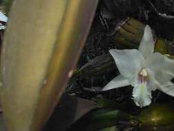 Image de Laelia anceps subsp. dawsonii (J. Anderson) Rolfe