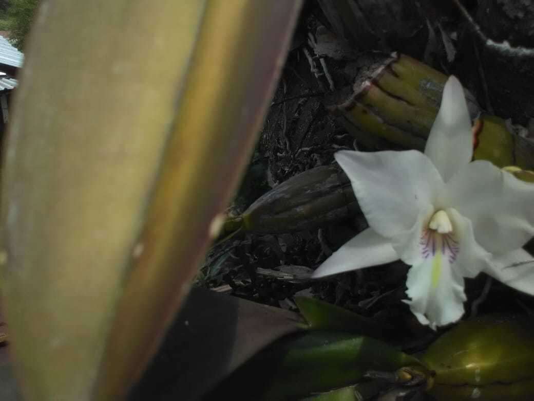 Image de Laelia anceps subsp. dawsonii (J. Anderson) Rolfe