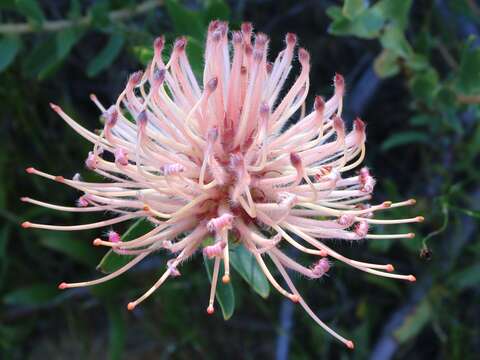 Imagem de <i>Leucospermum <i>tottum</i></i> var. tottum