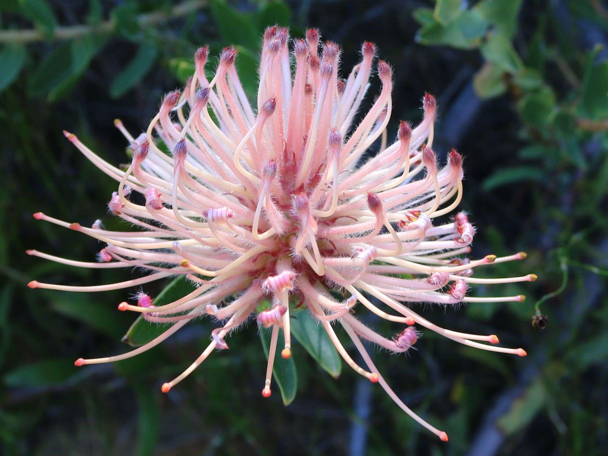 Plancia ëd <i>Leucospermum <i>tottum</i></i> var. tottum