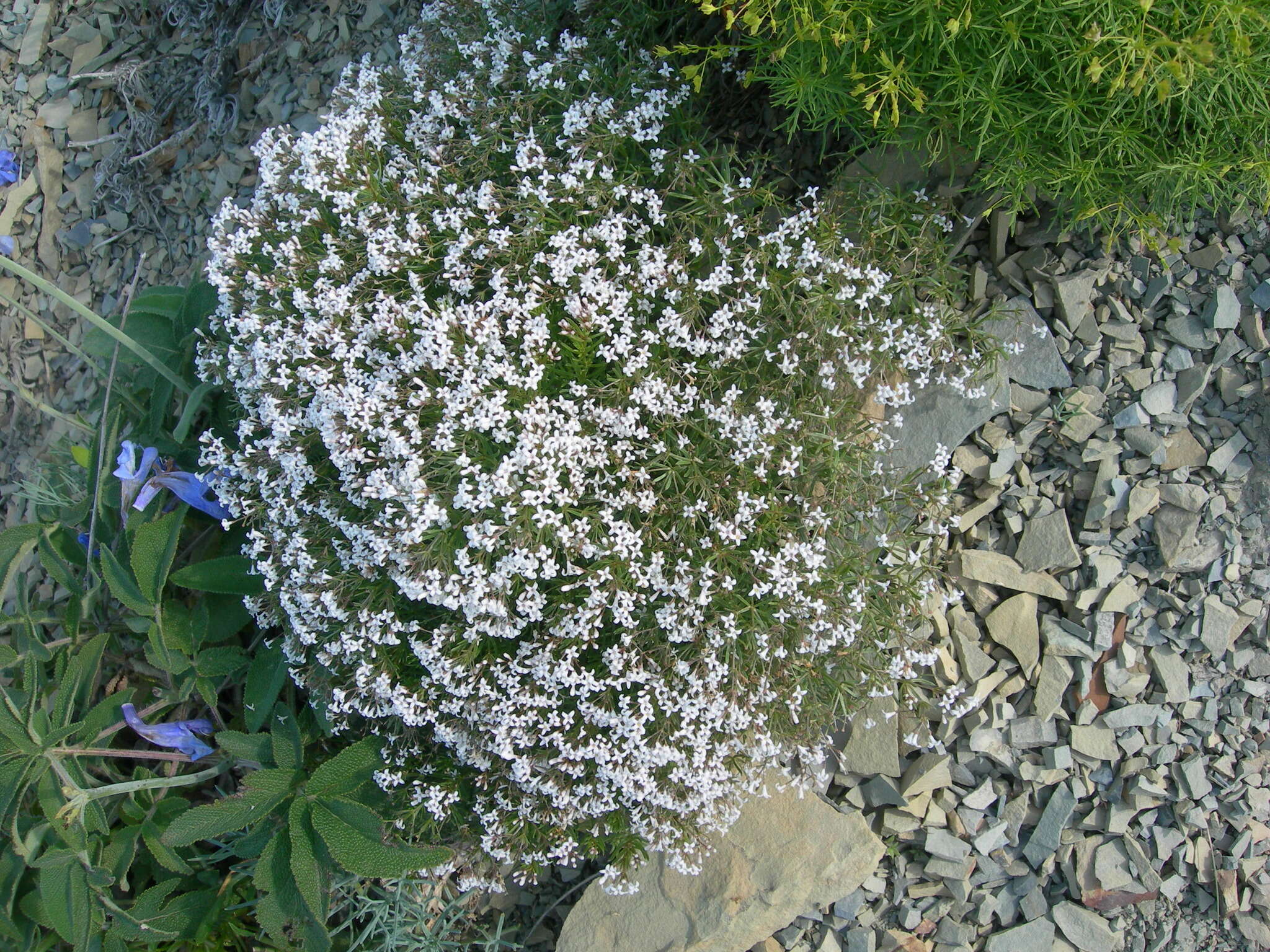 Image of Asperula cretacea Willd. ex Roem. & Schult.
