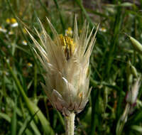 Image de Catananche lutea L.