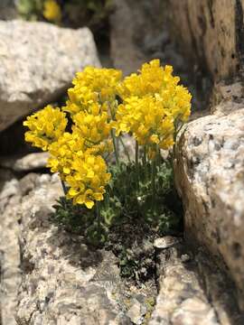 Image of Draba longisquamosa O. E. Schulz