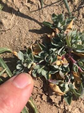 Image of wheelscale saltbush