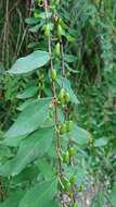 Image of Hypericum geminiflorum Hemsl.