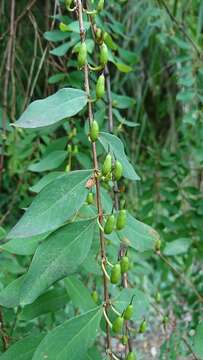 صورة Hypericum geminiflorum Hemsl.