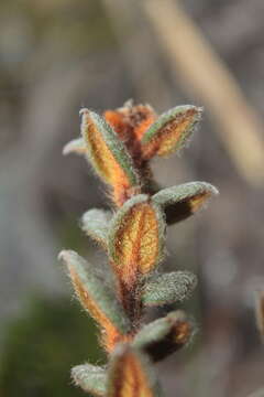 Image of Gaultheria lanigera Hook.