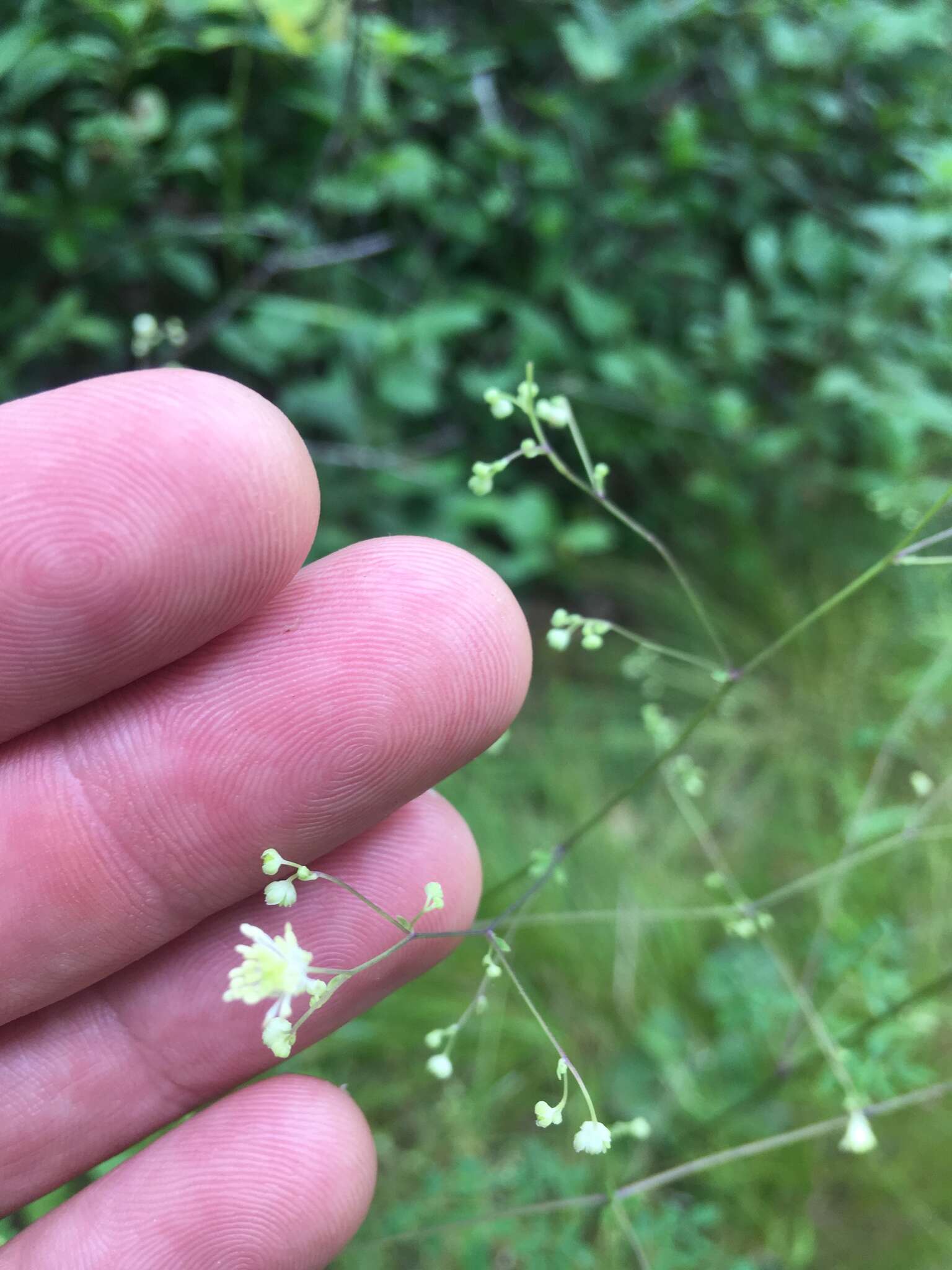 Thalictrum macrostylum Small & Heller的圖片