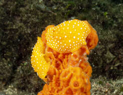 Image of white-spotted yellow nudibranch