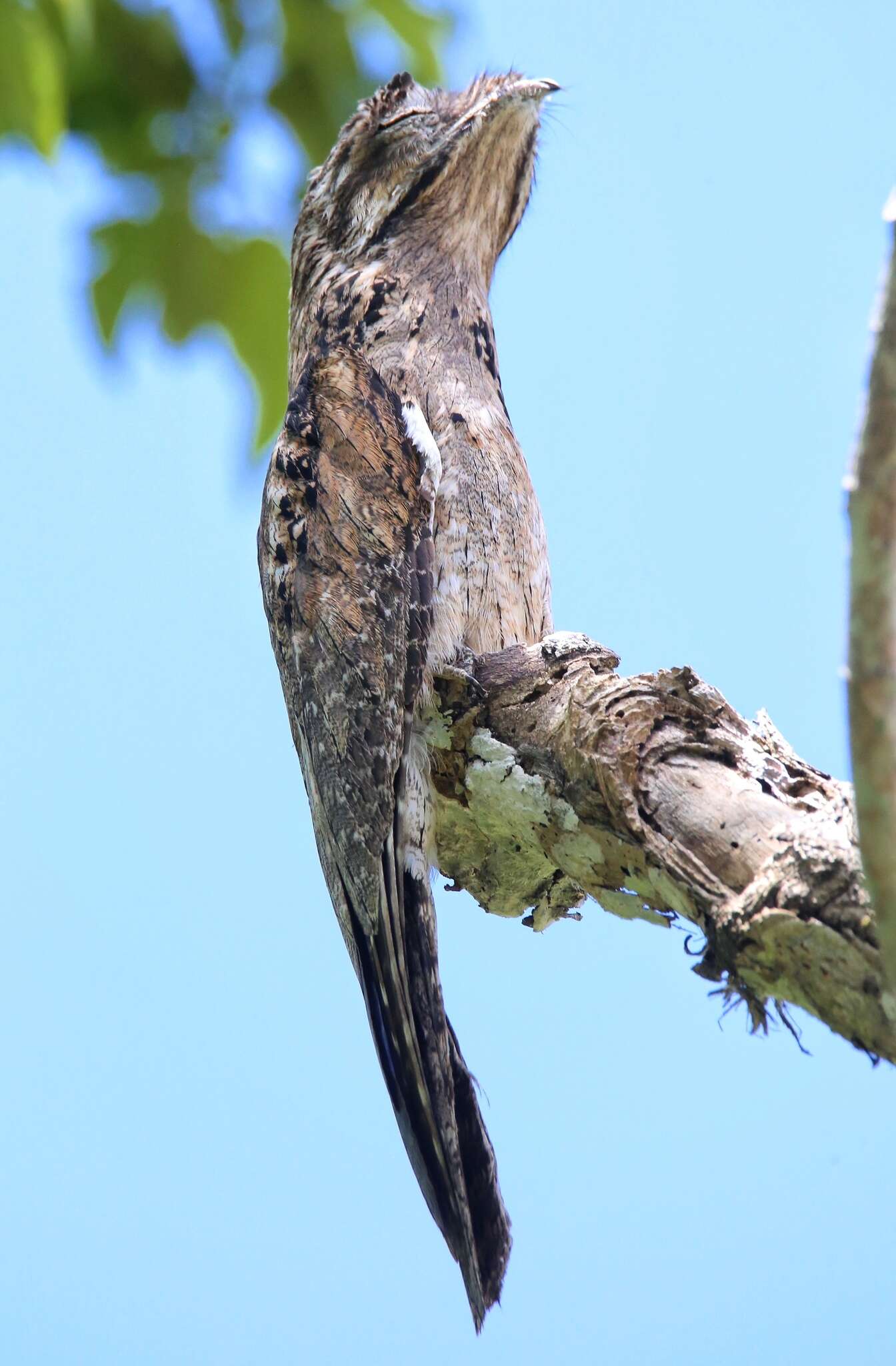 Image of Common Potoo