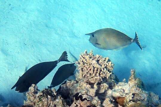 Image of Banded Unicornfish