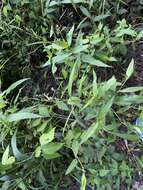 صورة Persicaria setacea (Baldw. ex Ell.) Small