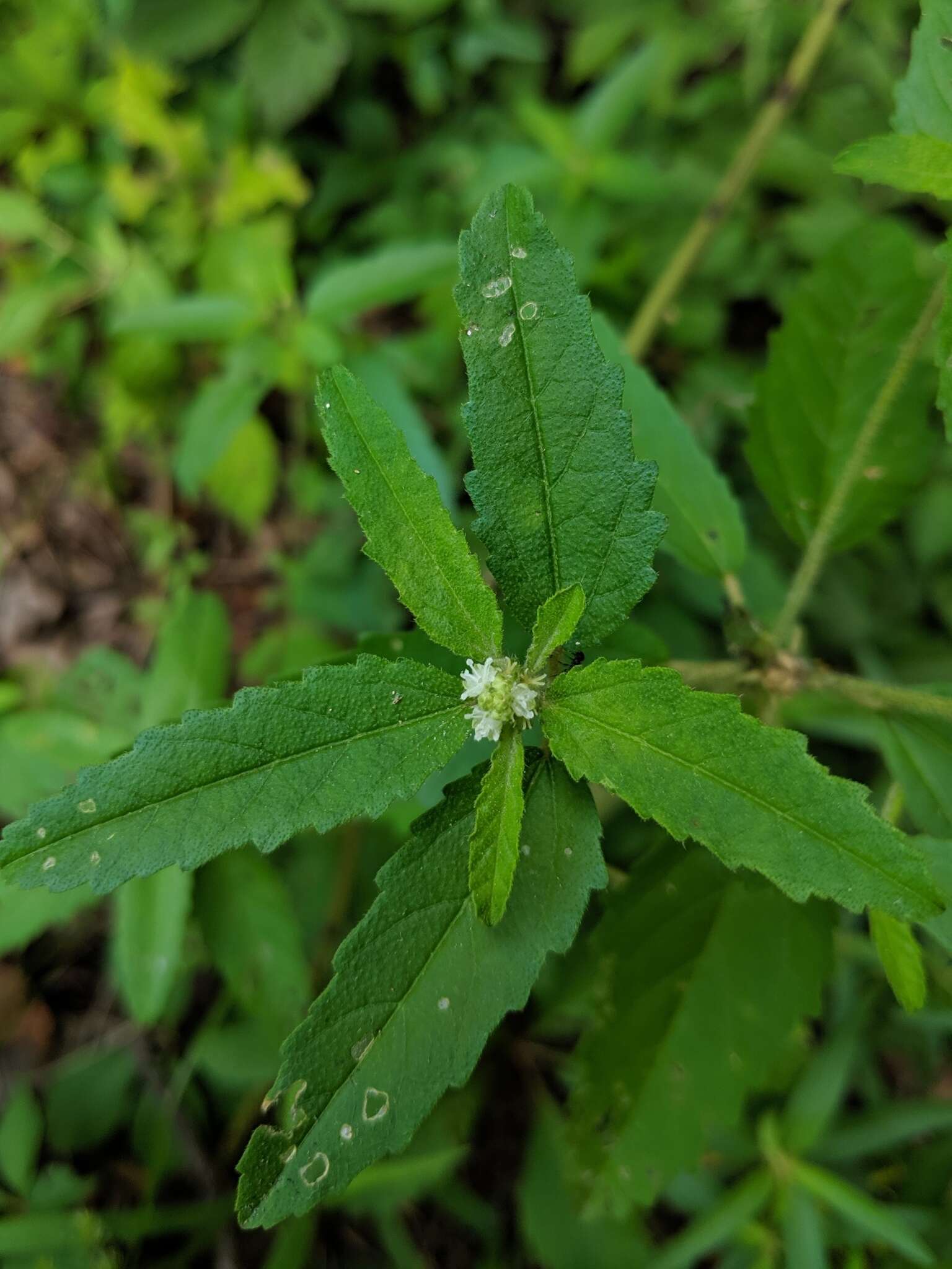 Plancia ëd Croton glandulosus var. septentrionalis Müll. Arg.