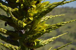 Image of Chilean Puya