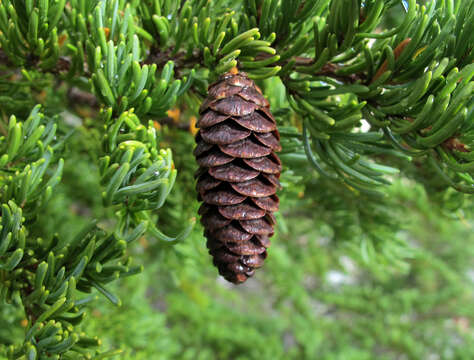 Image of Mountain Hemlock