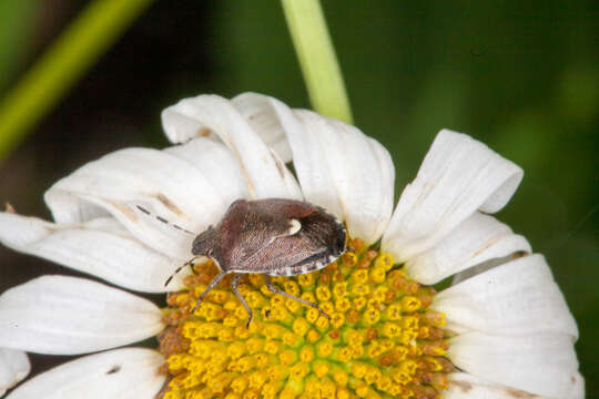 Holcostethus sphacelatus (Fabricius 1794) resmi