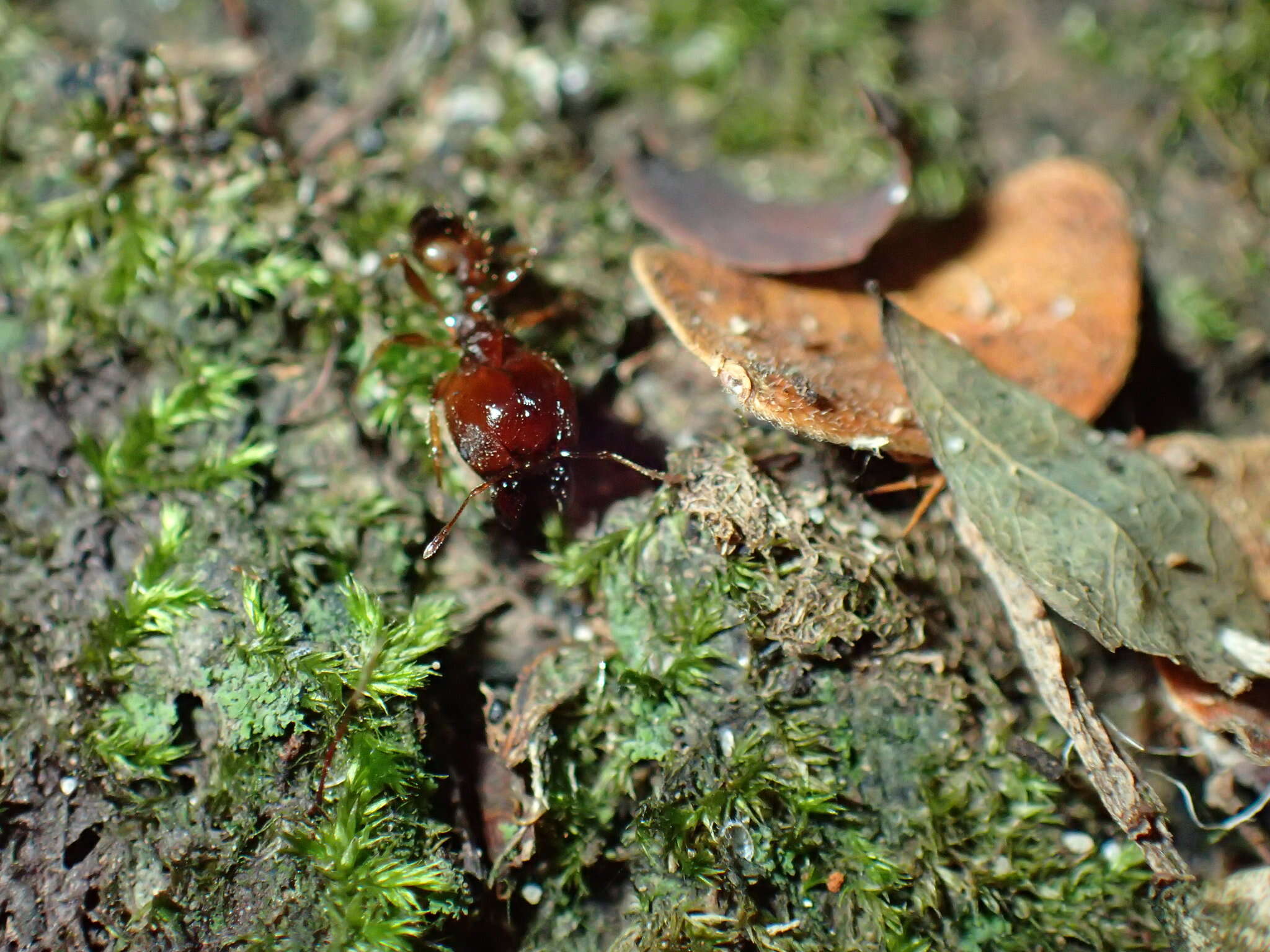 Image of Pheidole akermani Arnold 1920