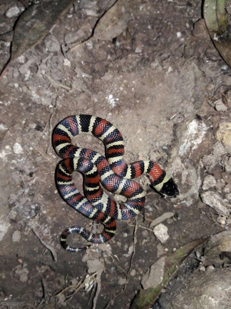 Image of Ruthvens Kingsnake