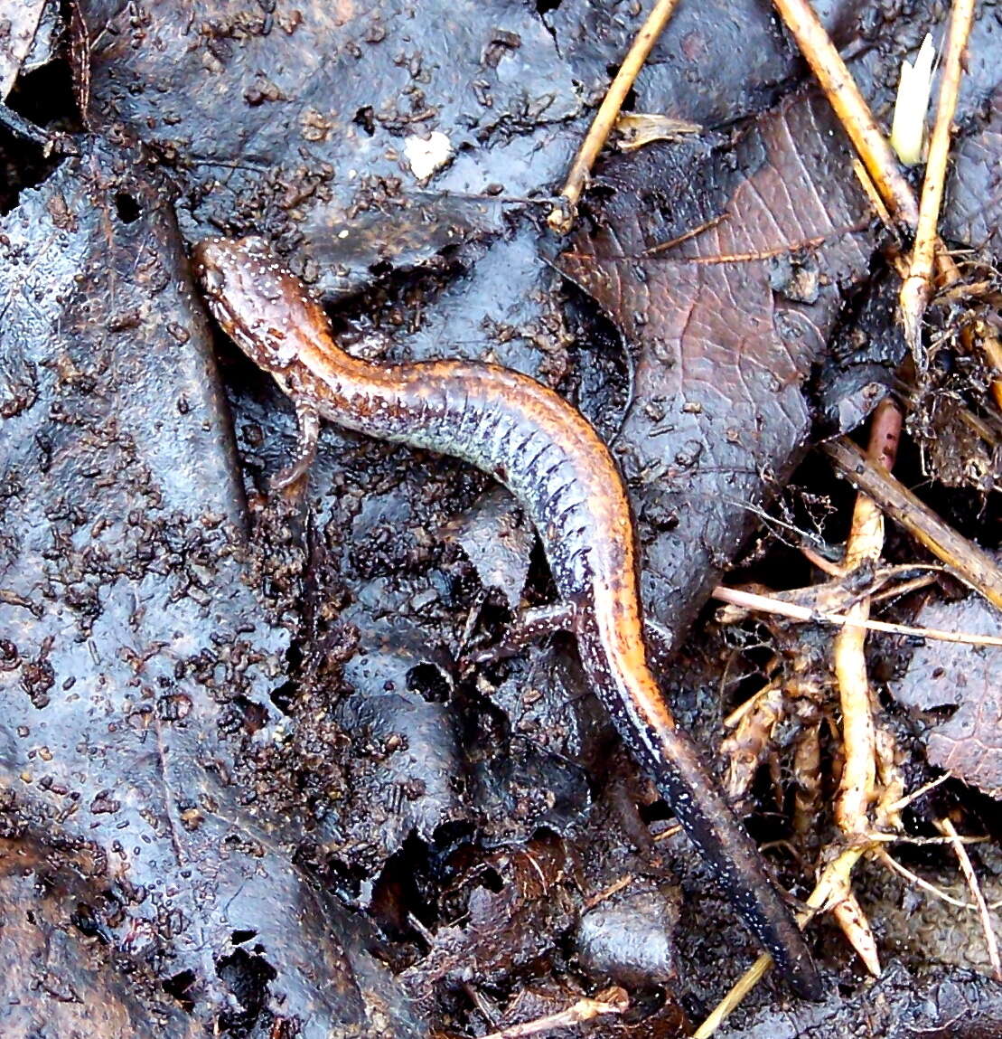 صورة Plethodon cinereus (Green 1818)