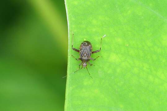 Image of Proboscidocoris malayus Reuter 1908