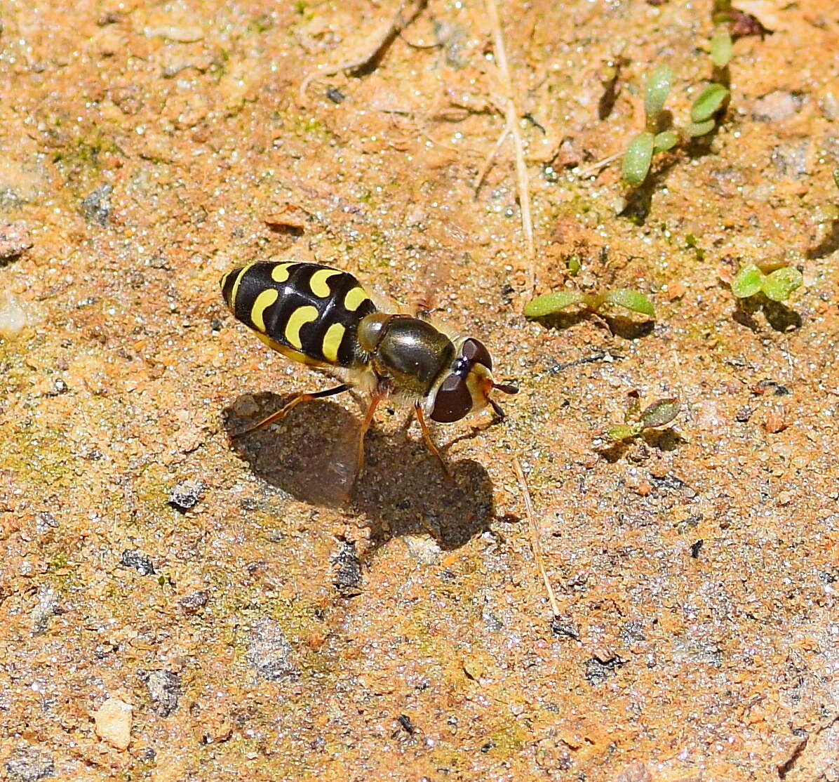 Слика од Scaeva selenitica (Meigen 1822)