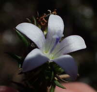 Image of Wahlenbergia thunbergii (Schult.) B. Nord.