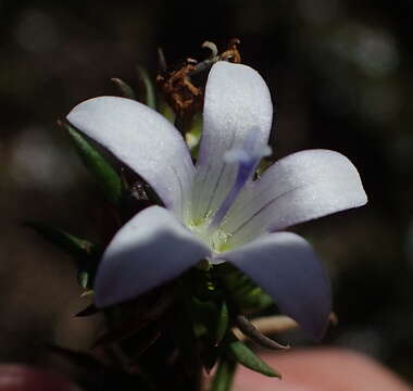 Image of Wahlenbergia thunbergii (Schult.) B. Nord.
