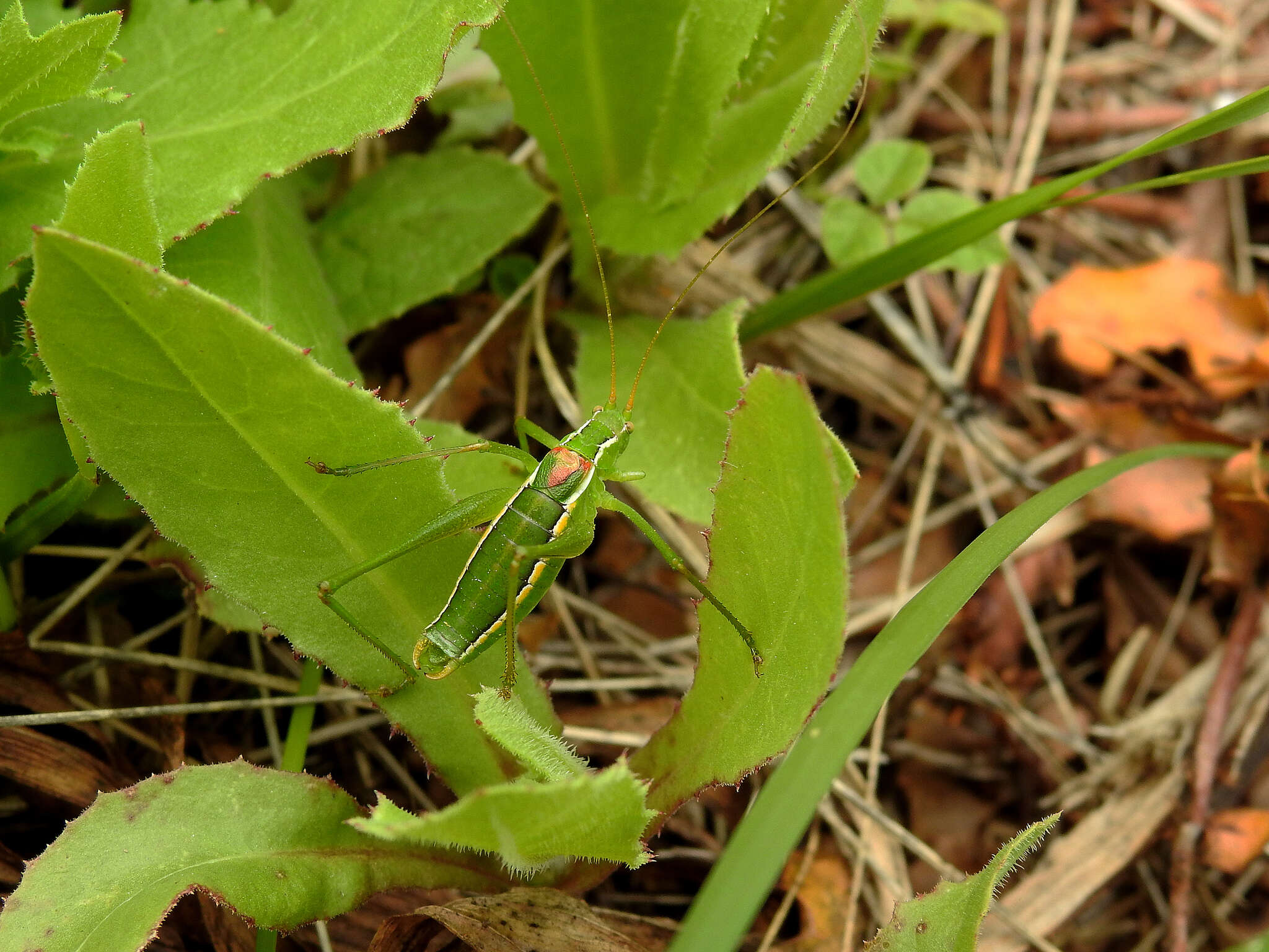 Image of Odontura (Odontura) glabricauda (Charpentier 1825)