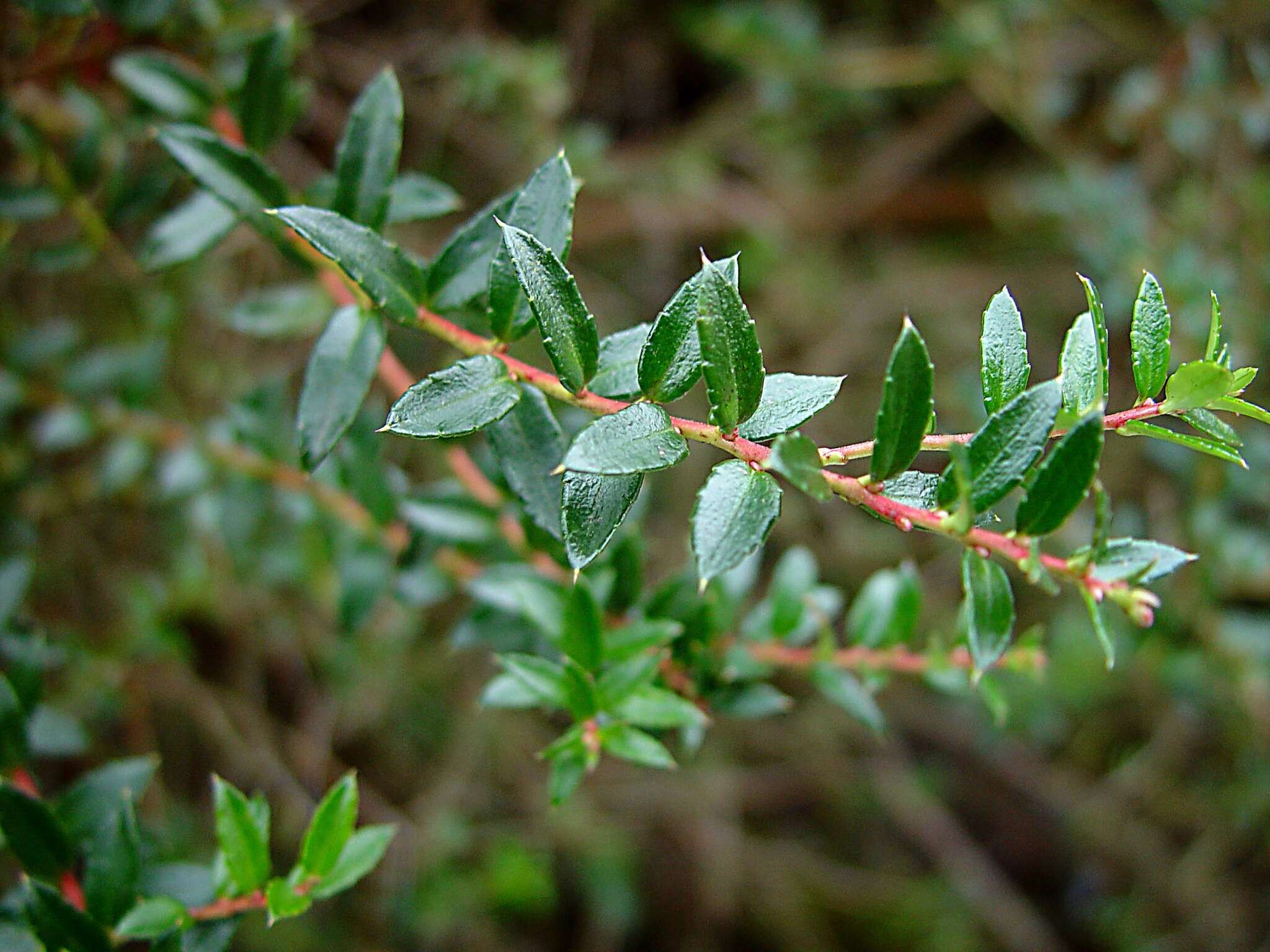 Image of Gaultheria mucronata (L. fil.) E. J. Remy