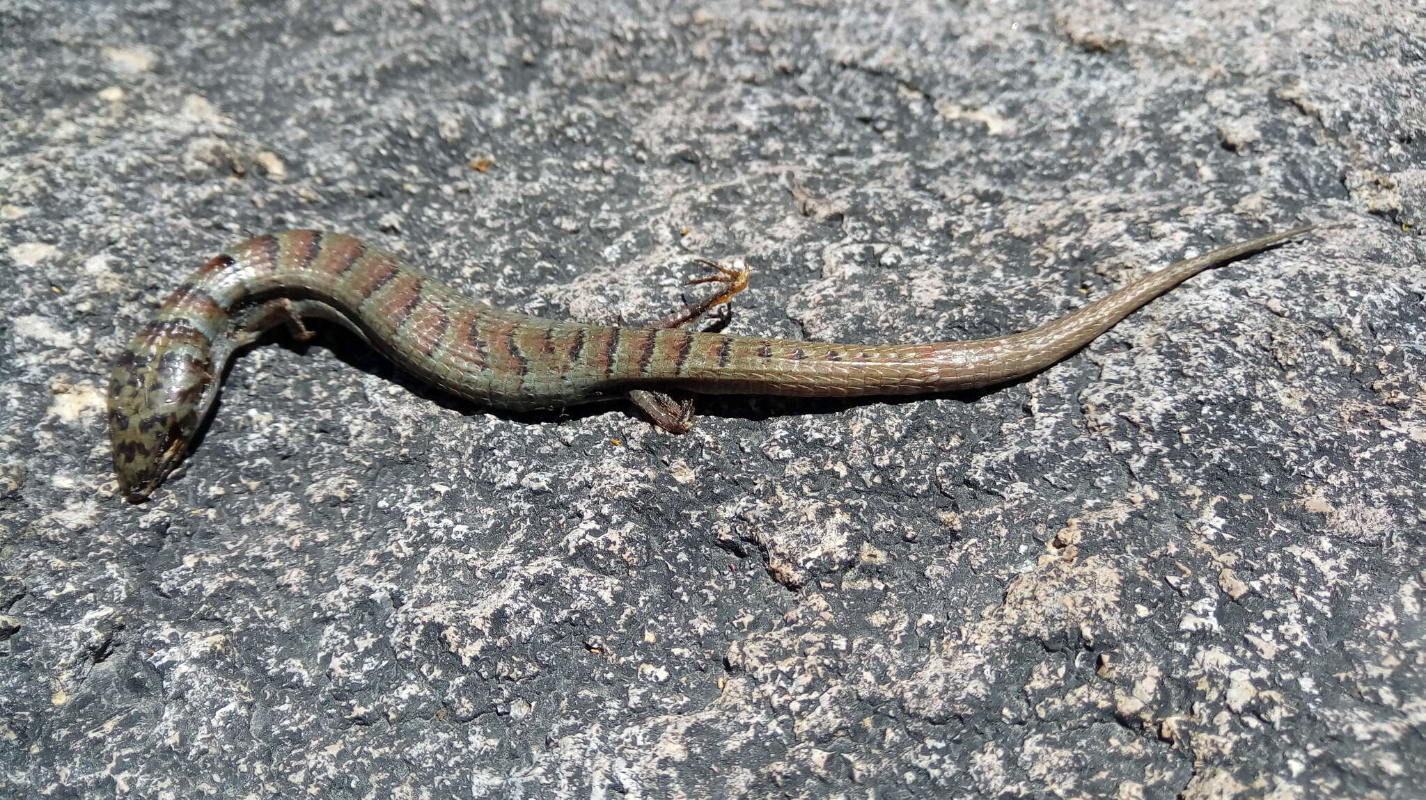 Image of Madrean Alligator Lizard