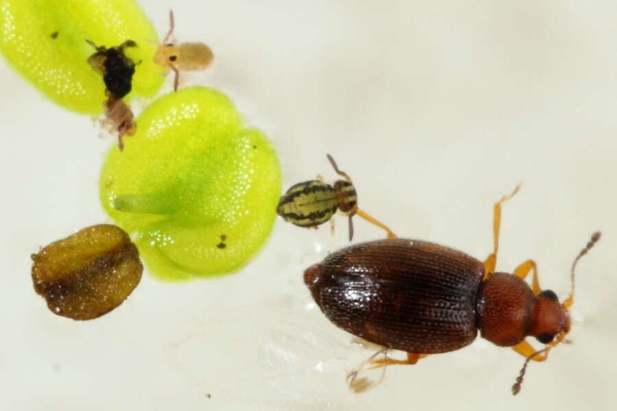 Image of Globular springtail