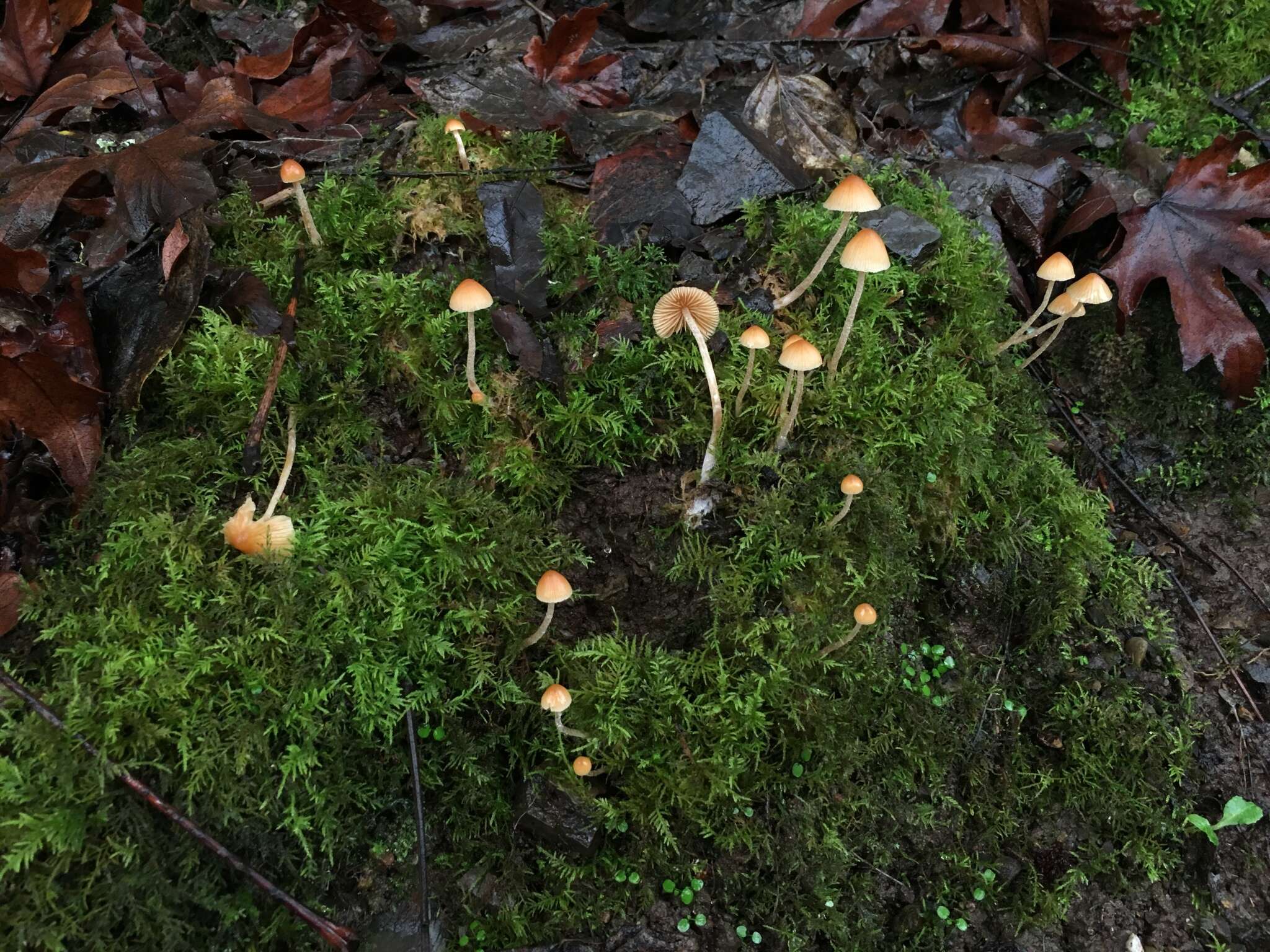 Image of Galerina semilanceata (Peck) A. H. Sm. & Singer 1964