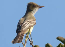 Image of Swainson's Flycatcher