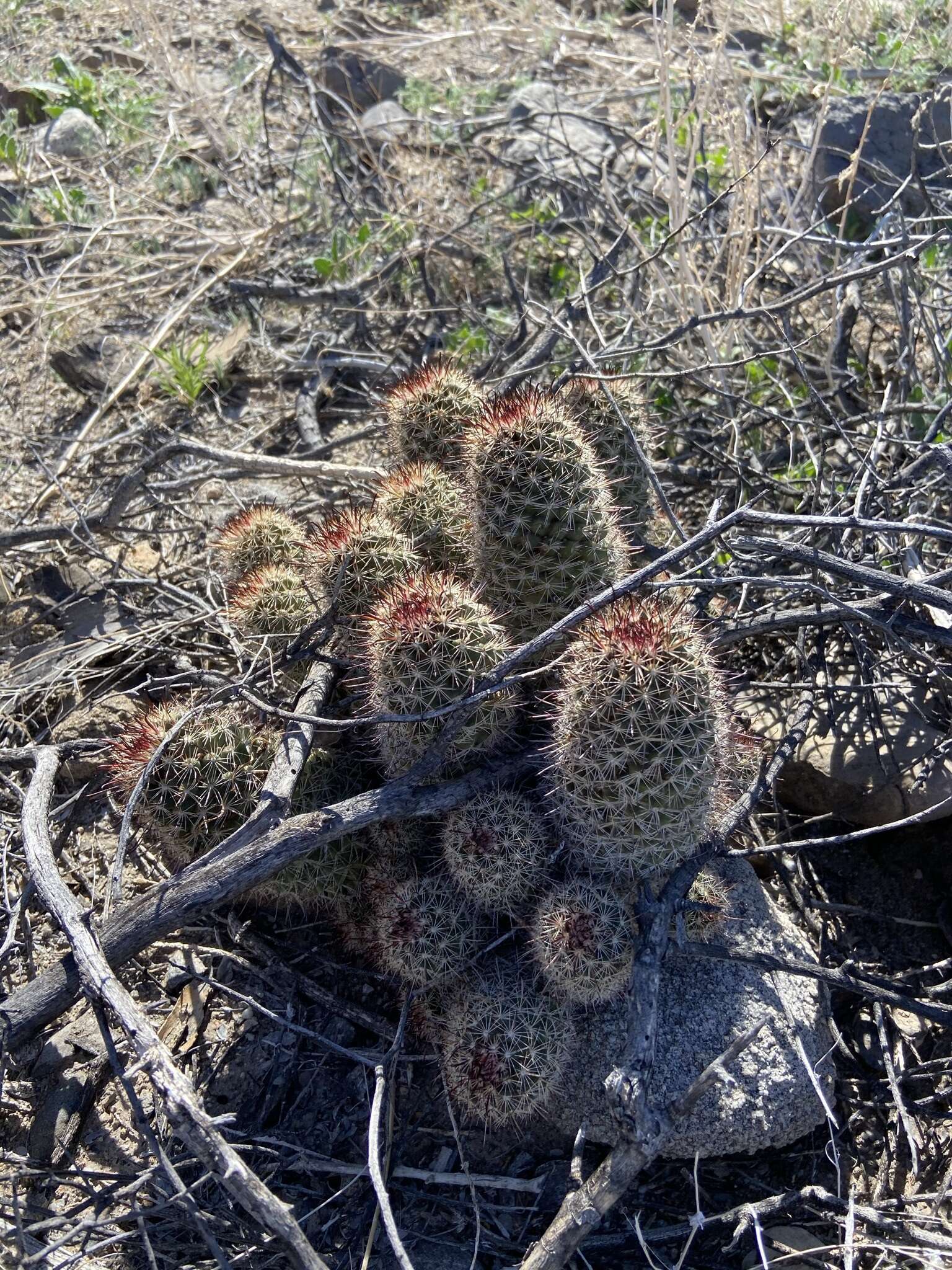 Image of Mammillaria hutchisoniana subsp. hutchisoniana