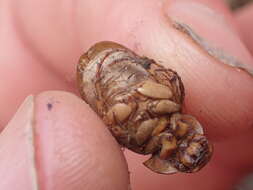 Image of Cromwell Chafer Beetle