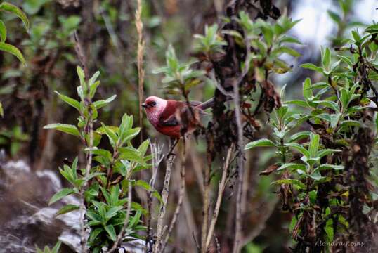 Image of Pink-headed Warbler