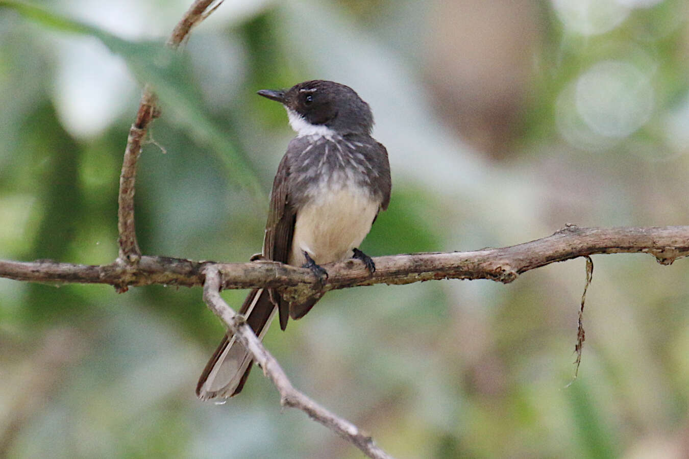 Image of Northern Fantail