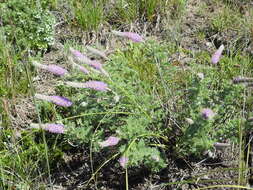 Image of silky prairie clover