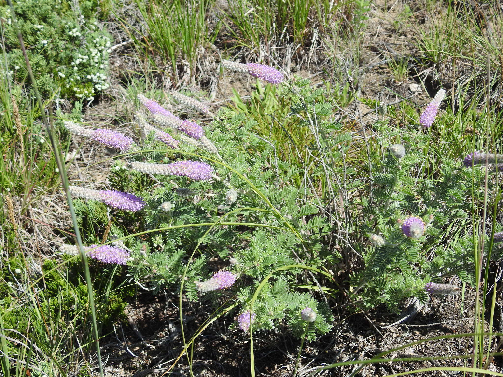 Image of silky prairie clover