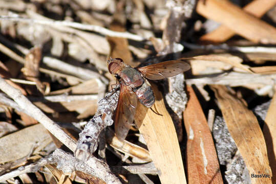 Слика од Ligyra punctipennis (Macquart 1850)