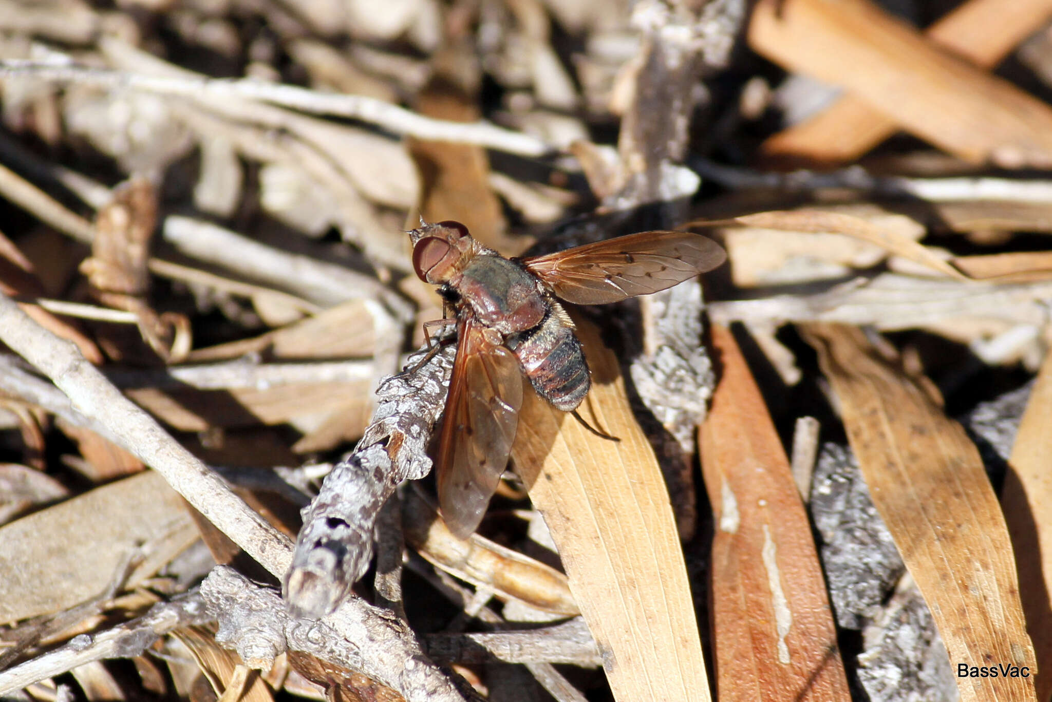 Слика од Ligyra punctipennis (Macquart 1850)