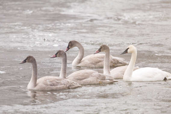 Image of Trumpeter Swan